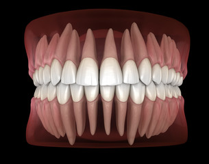 Morphology of mandibular and maxillary human gum and teeth. Medically accurate tooth 3D illustration