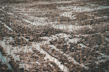 rice growing in paddy field in rural