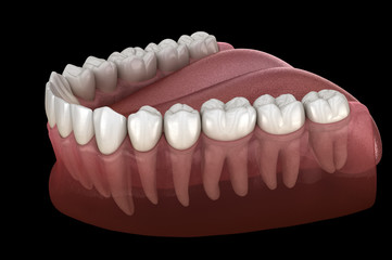 Mandibular human gum and teeth. Medically accurate tooth 3D illustration