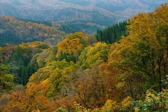 1 4 Best 白神山地images Stock Photos Vectors Adobe Stock