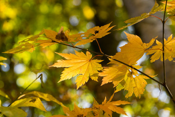 紅葉の河口湖 もみじトンネルから見る富士山 Wall Mural Shota