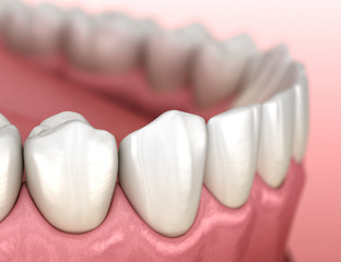 Mandibular human gum and teeth anatomy. Medically accurate tooth 3D illustration