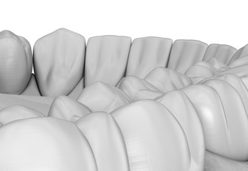 Fototapeta premium Maxillary human gum and teeth in white style. Medically accurate tooth 3D illustration