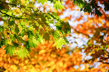 世界遺産白神山地の赤く紅葉したカエデ