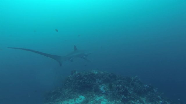 Thresher Shark Swimming Over Coral Reef Sea Mount Into Deep Blue Sea At Monad Shoal In Malapascua Philippines In Visayan Sea 