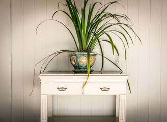 plant decorating in pot on wood table