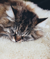 Adorable sleeping grey cat. Grey kitty takes a nap. The cat is lying on white fluffy blanket. Empty space for text, place for text. Sullen cats. Concept, conceptual