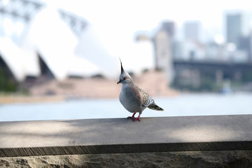 Australian Crested Pigeon in Sydney, opera house in the background