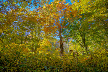 Obraz premium 世界遺産白神山地の赤く紅葉したカエデ