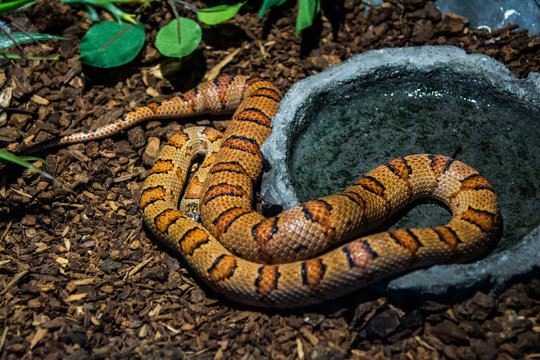 Common King Snake In The Jungle