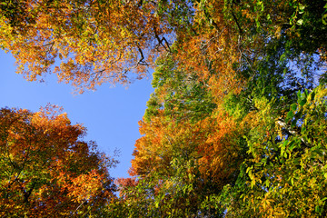 世界遺産白神山地の赤く紅葉したカエデ