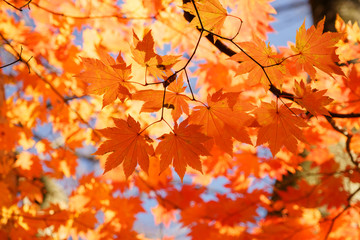 世界遺産白神山地の赤く紅葉したカエデ