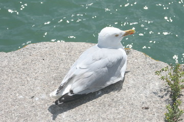 Möwe im Hafen