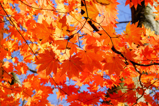1 792 Best 白神山地images Stock Photos Vectors Adobe Stock 1 792 Best 白神山地images Stock Photos Vectors Adobe Stock