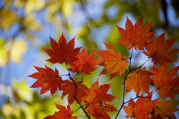 世界遺産白神山地の赤く紅葉したカエデ