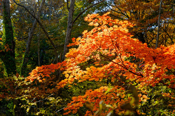 世界遺産白神山地の赤く紅葉したカエデ