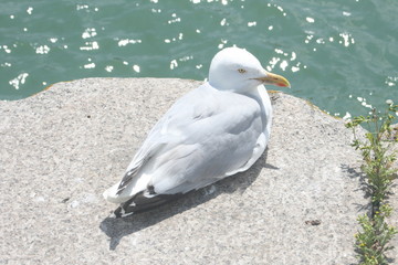 Fensterladen am Fachwerkhaus.