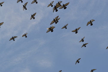 flock of birds on blue sky
