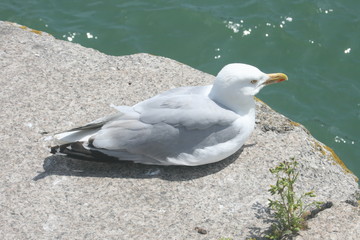Möwe im Hafen