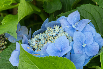 Hydrangea 