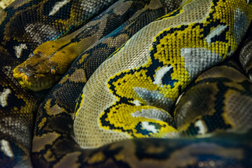 Reticulated Python in the jungle