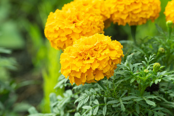 orange flowers in the garden