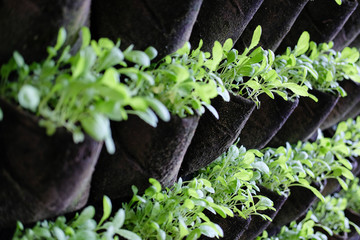 plant growing vertically in vertical garden. vegetable planted on wall