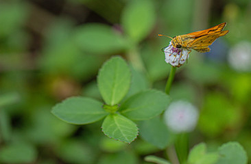 Fiery Skipper on Frog Fruit Flower, Seminole, Florida
