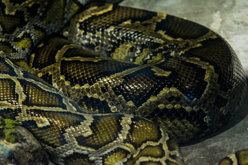 Burmese Python in the jungle