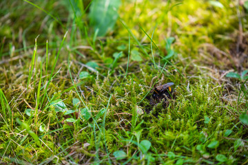 a bumble-bee queen with mites on her back