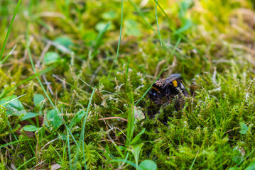 a bumble-bee queen with mites on her back