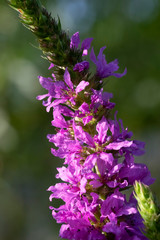 Fototapeta premium Lythrum salicaria, or purple loosestrife, good honey plant.