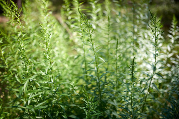 Summer forest in the afternoon. Textures and backgrounds
