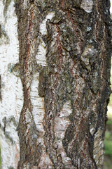 Obraz premium Summer forest in the afternoon. Textures and backgrounds