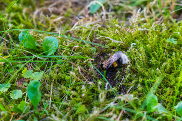 a bumble-bee queen with mites on her back