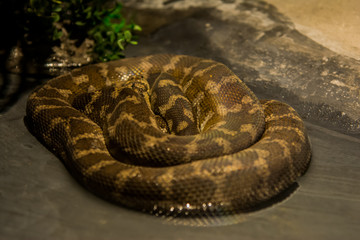 Carpet Python in the jungle