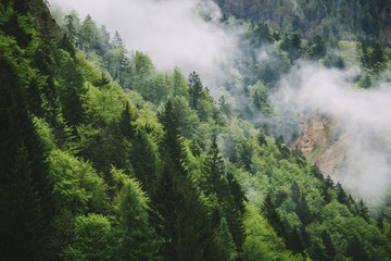 Forest in mist, low clouds Austrian alps