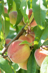 peaches in the tree maturing