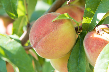peaches in the tree maturing