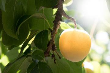 plums in the tree, agriculture and fruit harvest