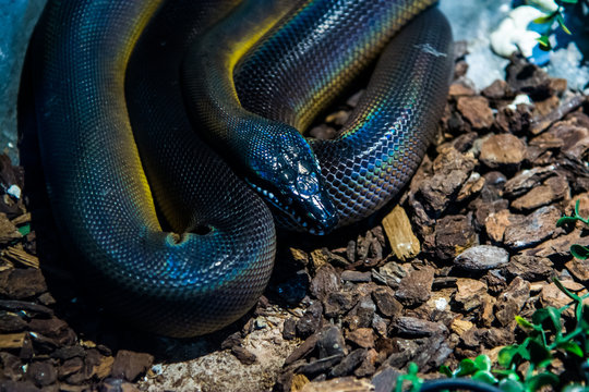 White lipped Python in the jungle