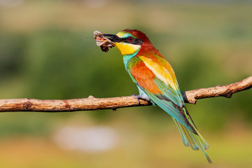 beautiful wild bird caught a butterfly and sits on a branch