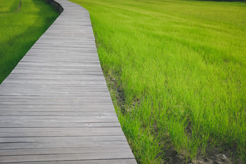 Fototapeta na wymiar wooden bridge footbridge walkway pathway along rice paddy field