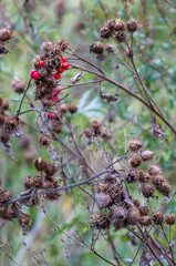 Dry burdock flowers in late autumn close up photo