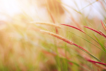 Obraz premium Soft Focus Beautiful grass flowers in natural sunlight Background