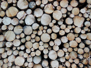 Stack of small tree trunks