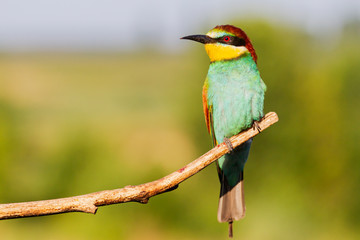 bright bird of paradise sitting on a branch