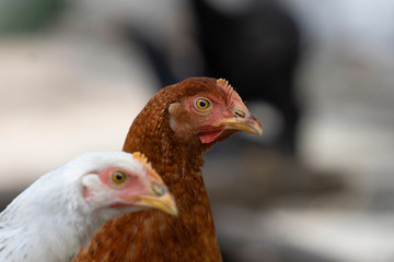 Three-month-old chickens. Breed of laying hens.