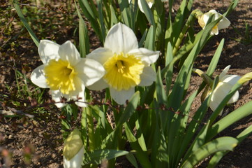 daffodils in the garden