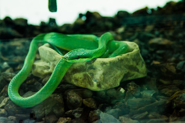 Rhino rat snake in the jungle